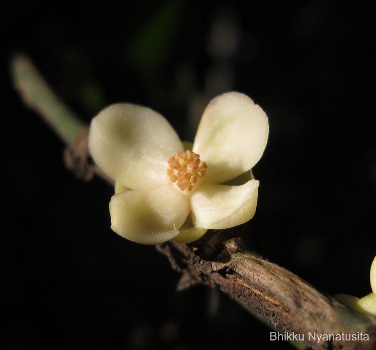 Garcinia cambogioides (Murray) Headland